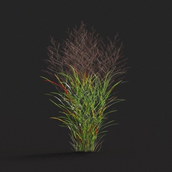 Maxtree-Plants Vol20 Panicum virgatum 01 04 