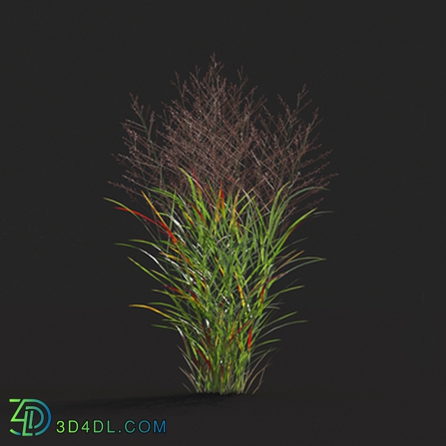 Maxtree-Plants Vol20 Panicum virgatum 01 04