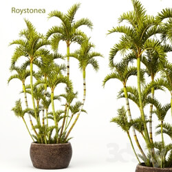 Plant - Roystonea 