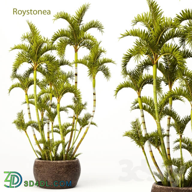 Plant - Roystonea