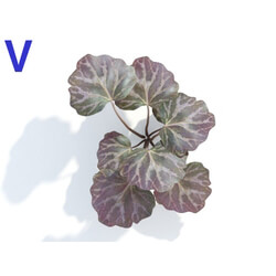 Maxtree-Plants Vol04 Saxifraga stolonifera 04 