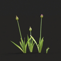Maxtree-Plants Vol20 Allium hollandicum 01 01 