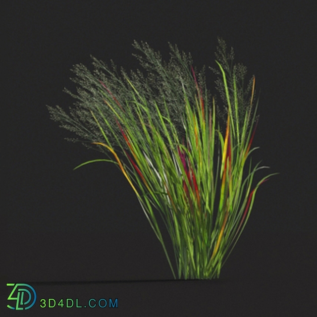 Maxtree-Plants Vol20 Panicum virgatum 01 05