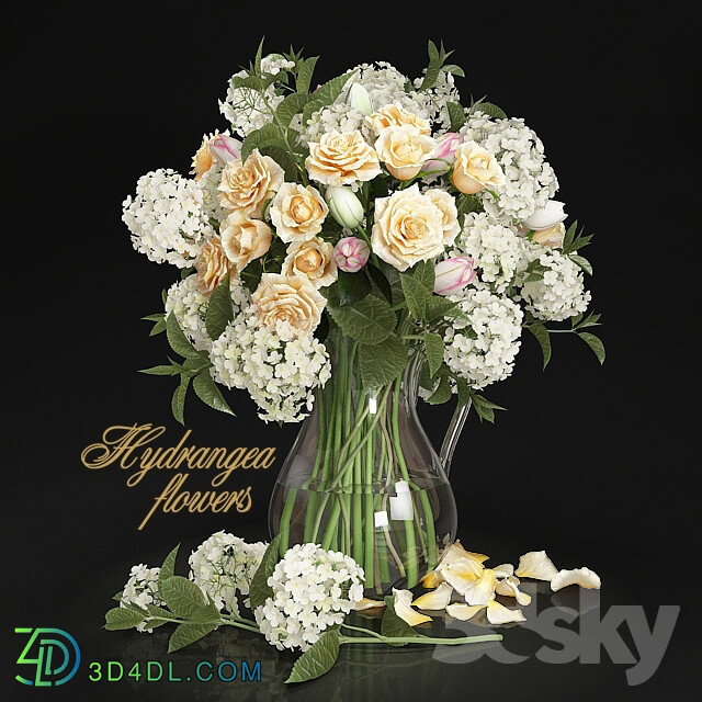 Plant - Hydrangea flowers