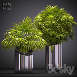 Plant - FAN PALM 53 