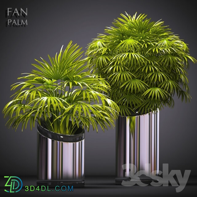 Plant - FAN PALM 53