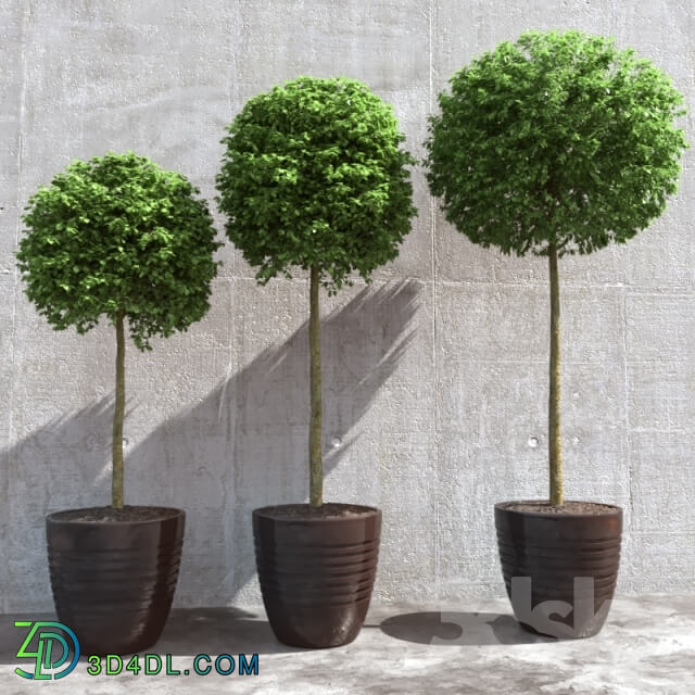 Plant - Three trees in pots
