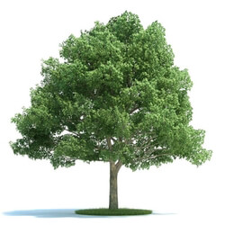 ArchModels Vol58 (14) QuercusPlant 