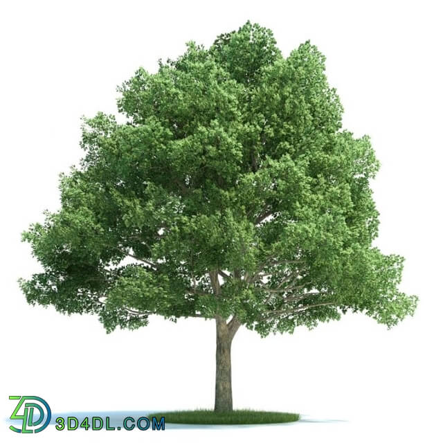 ArchModels Vol58 (14) QuercusPlant