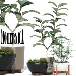 Plant - Plants collection 73 Modernica pots 
