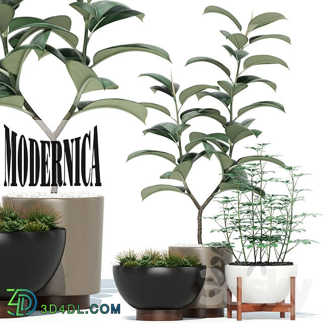 Plant - Plants collection 73 Modernica pots