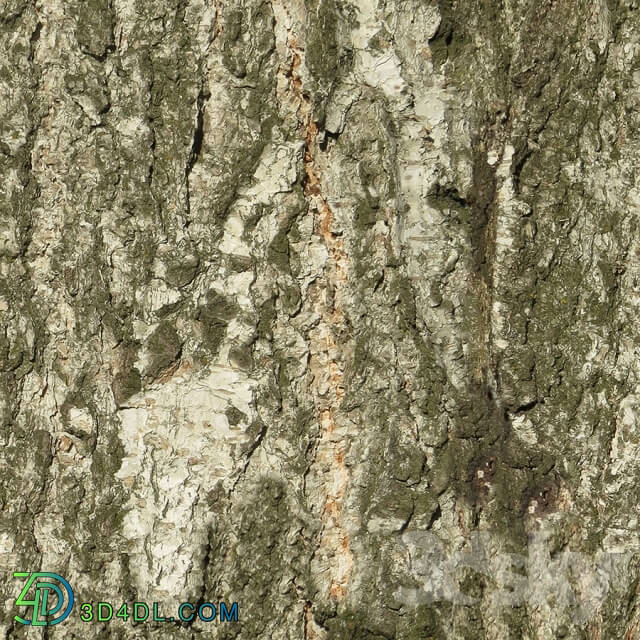 Wood - The texture of the bark of aspen