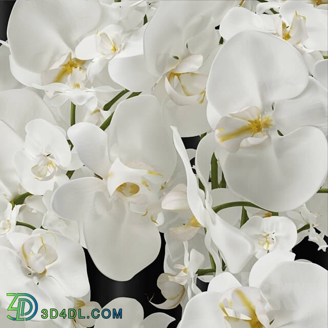Plant - Orchid _phalaenopsis_ bouquet