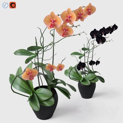 Plant - Orchid _ Orchid 