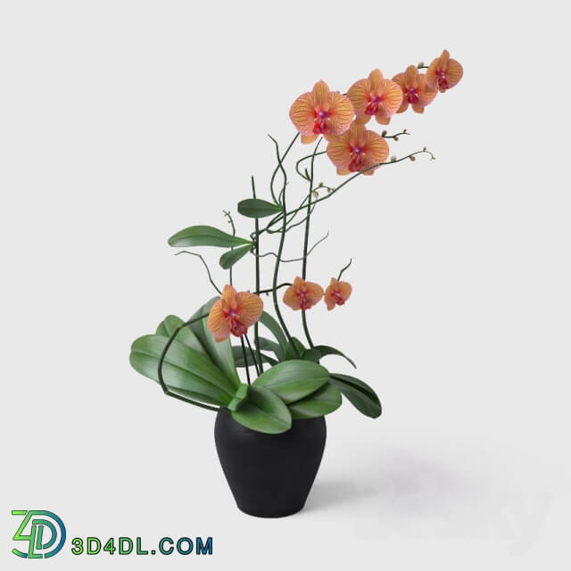 Plant - Orchid _ Orchid