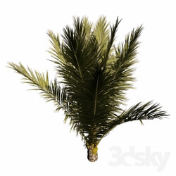 Plant - Palm Small 