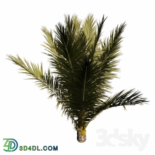 Plant - Palm Small