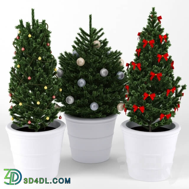 Plant - Christmas tree
