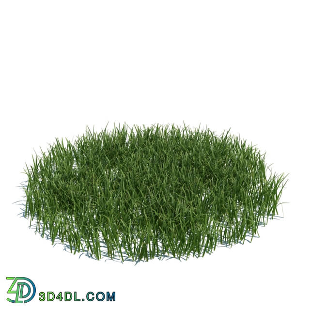 ArchModels Vol124 (105) simple grass large v3