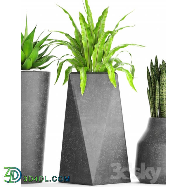 Plant - Collection of plants in pots 27