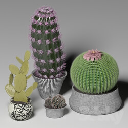 Indoor - Cactus set 2 