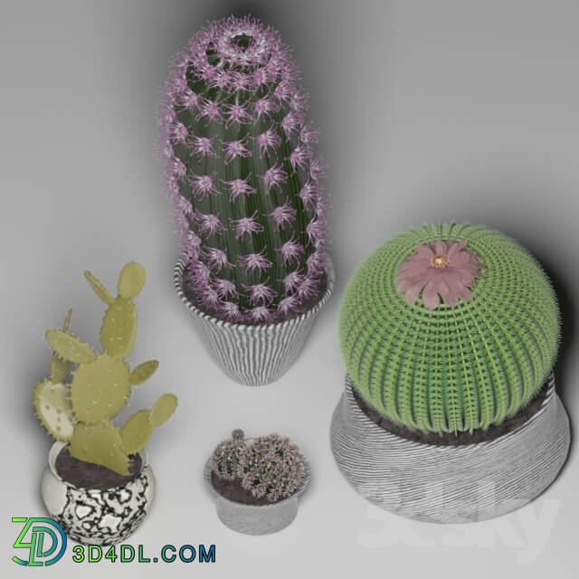 Indoor - Cactus set 2