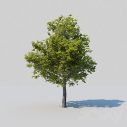 Plant - A big tree_ Oak_ the second iteration 