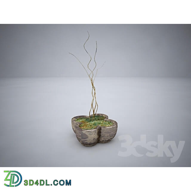 Plant - ikebana