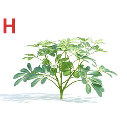 Maxtree-Plants Vol04 Schefflera octophylla 01 
