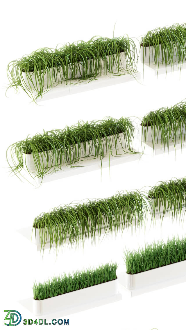 Plant - Grass for shelves. 13 models of v2