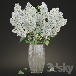 Plant - White lilac in a crystal vase _ White Lilac in a crystal Vase 