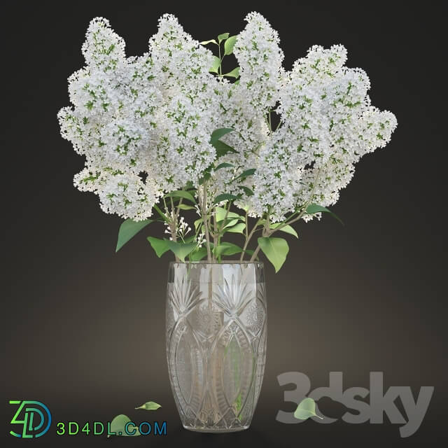 Plant - White lilac in a crystal vase _ White Lilac in a crystal Vase