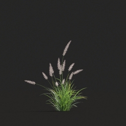 Maxtree-Plants Vol20 Pennisetum orientale 01 01 