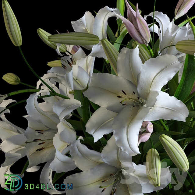 Plant - Lilies in a Vase