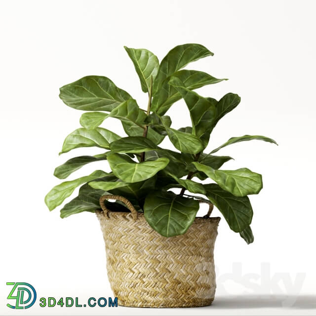 Plant - ficus lyrata _2