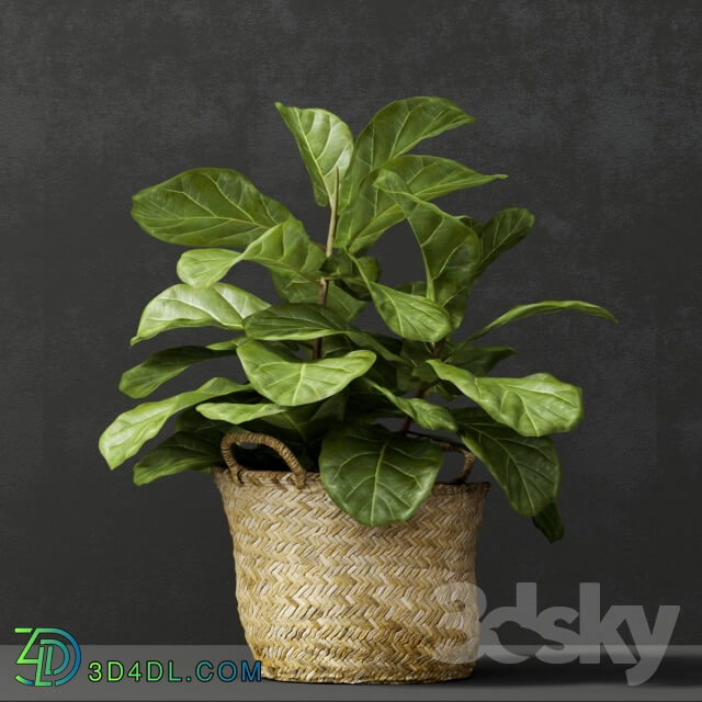 Plant - ficus lyrata _2