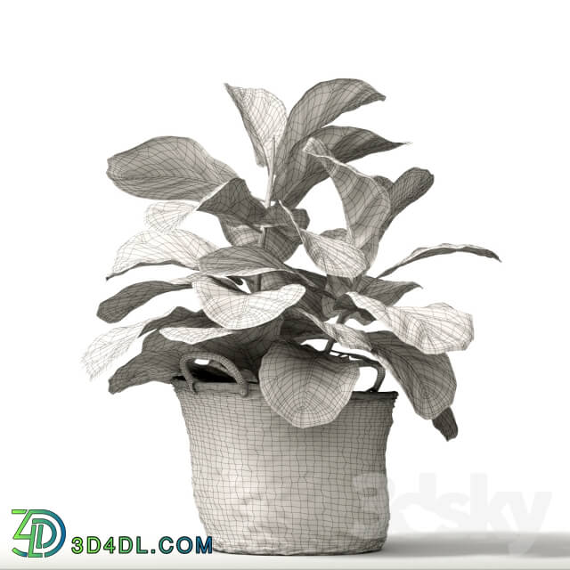 Plant - ficus lyrata _2