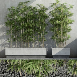 Plant - Bamboo 3 