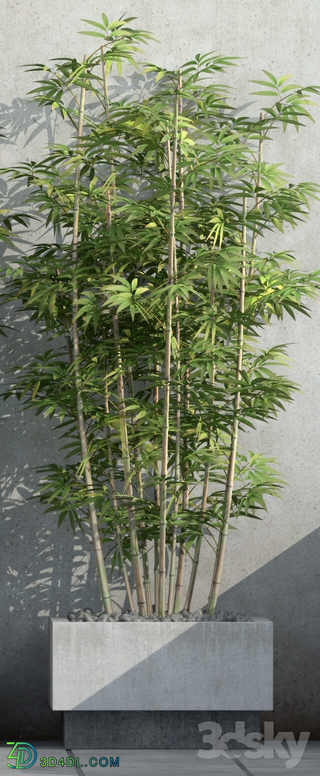 Plant - Bamboo 3