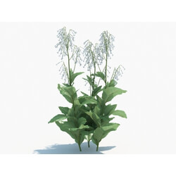 Maxtree-Plants Vol03 Nicotiana sylvestris 04 