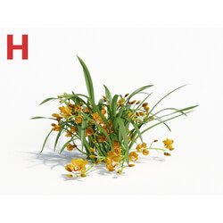 Maxtree-Plants Vol08 Orchid Cymbidium Orange 03 