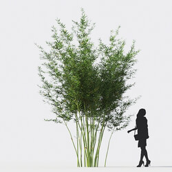 Maxtree-Plants Vol18 Alphonse karr bamboo 01 01 03 