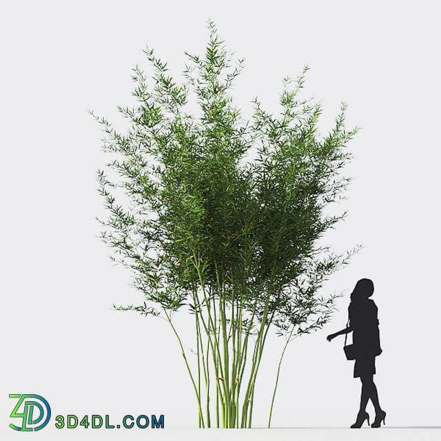 Maxtree-Plants Vol18 Alphonse karr bamboo 01 01 03