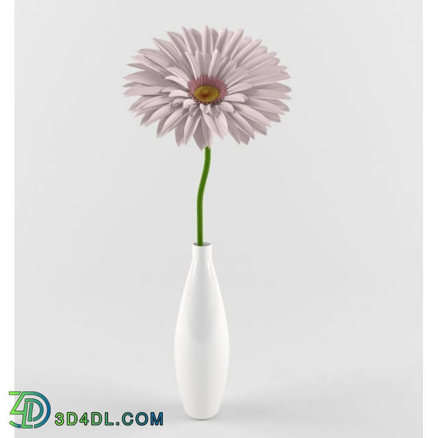 Plant - Gerbera