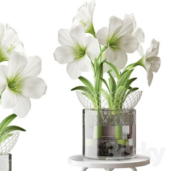 Plant - WHITE AMARYLLIS 