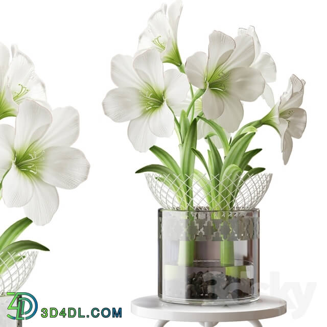 Plant - WHITE AMARYLLIS