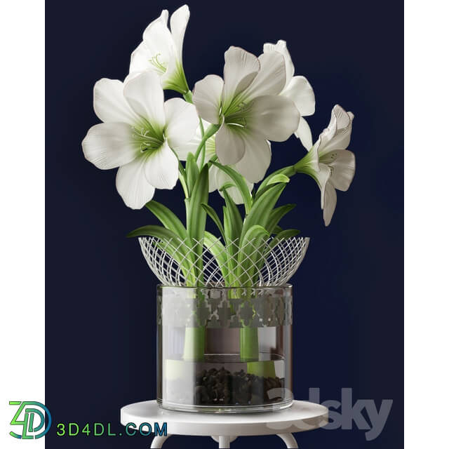 Plant - WHITE AMARYLLIS