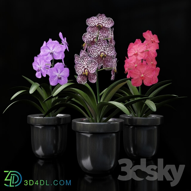 Plant - Orchid Vanda