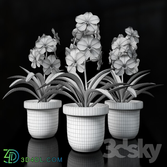 Plant - Orchid Vanda