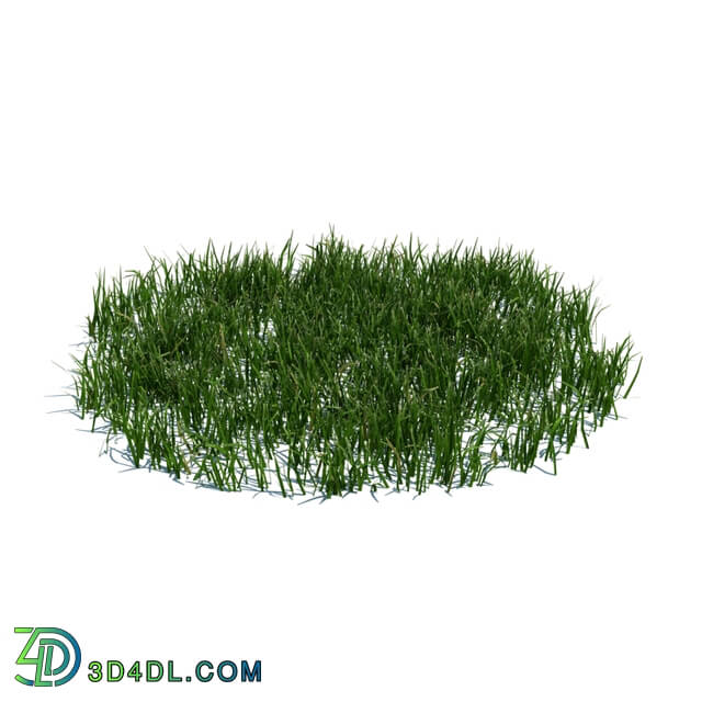 ArchModels Vol124 (108) simple grass large v3
